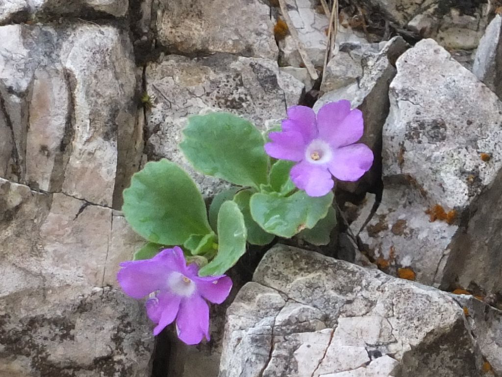 Primula recubariensis / Primula di Recoaro